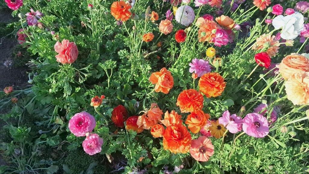 Разноцветные лютики 