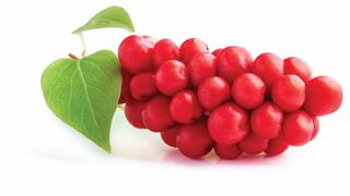 הסכיזנדרה. מסייע לכבד לפרק רעלים וזה שלב חיוני בדרך לצמצום השומן הבטני