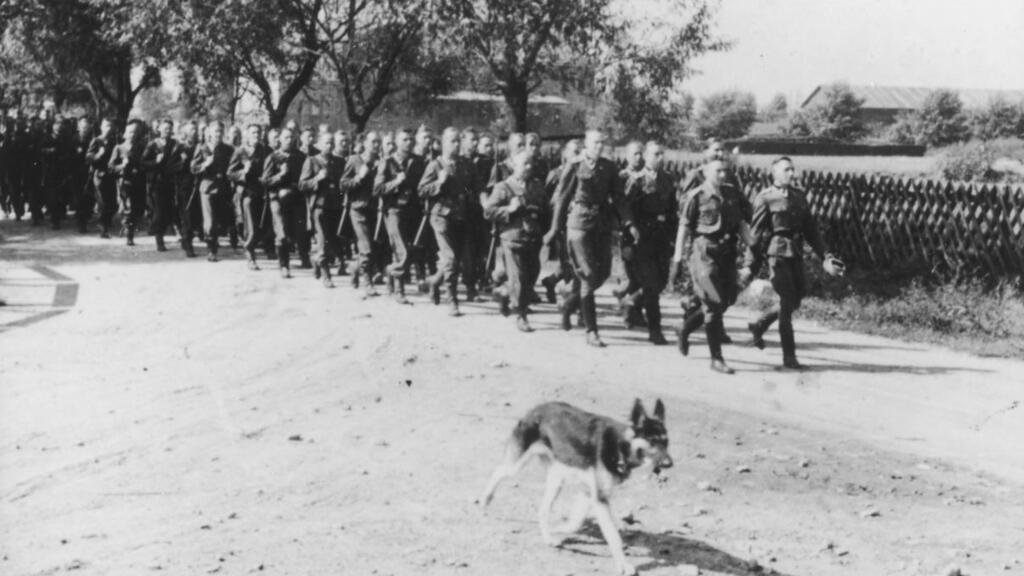 Nazi dog units operated in at least nine camps (Photo: United States Holocaust Memorial Museum ) יחידת כלבים נאצית