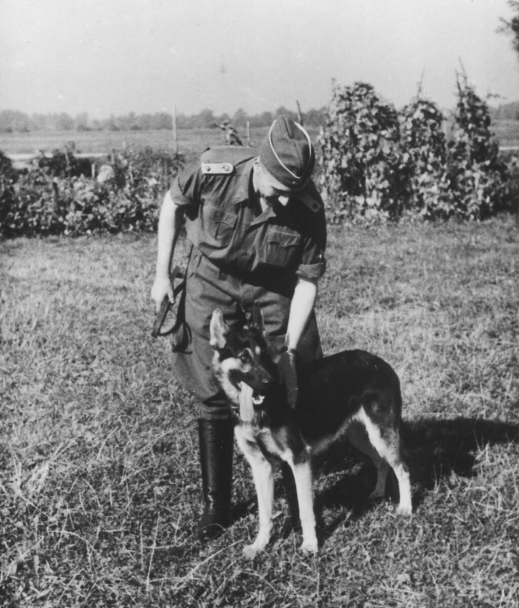 What appears to be savage violence is revealed as an organized practice (Photo: United States Holocaust Memorial Museum) כלב שפעל בשירות הנאצים