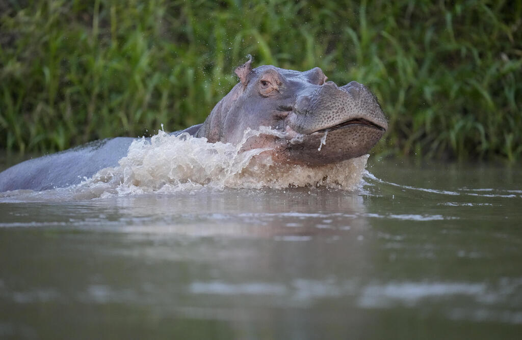 Photo: Fernando Vergara/AP היפופוטם קולומביאני בנהר מגדלנה