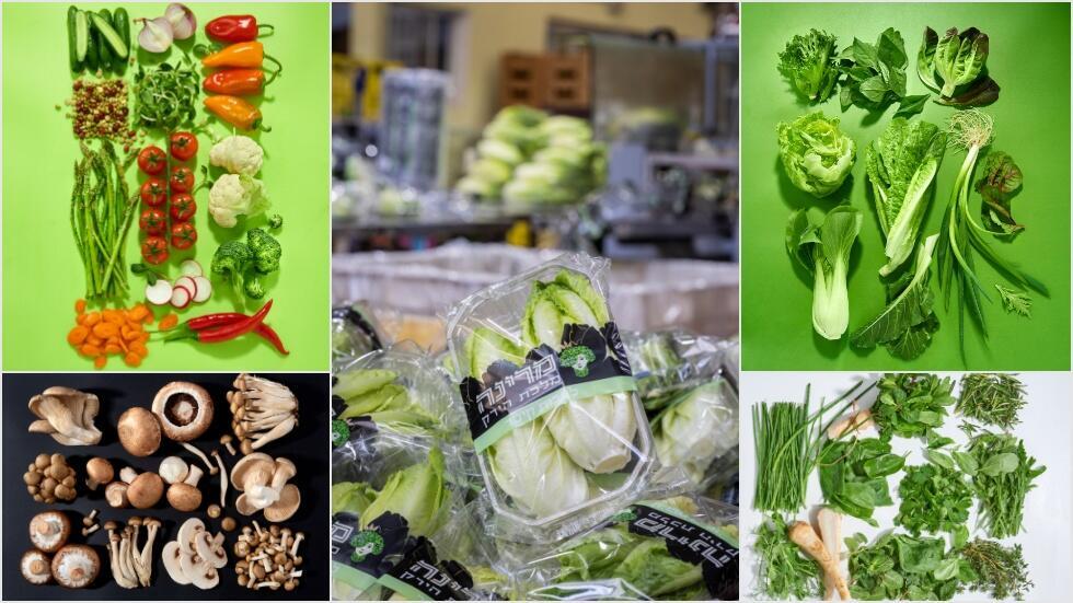 Не только грибы: продукция компании "марина-питрийот" (Фото: Давид Сойфер и Хагит Горен) Не только грибы: продукция компании "марина-питрийот"