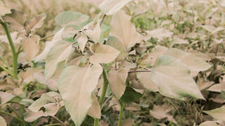 עלי צמח מכוסים באבק