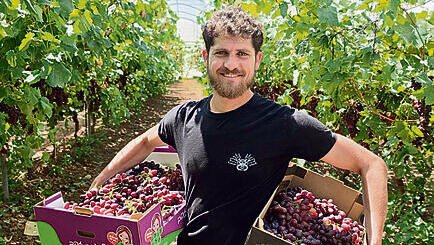 טל גלילי בכרם של אביו רועי