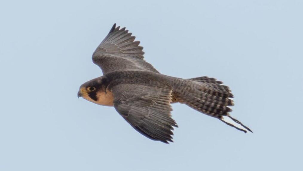 הבז שנמלט מהשבי