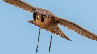 רצועות העור נותרו על רגלי הבז