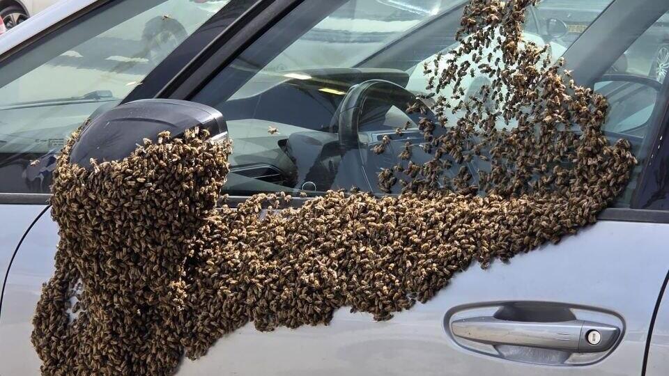 Рой пчел на машине в Нетивоте (Фото публикуется в соответствии с п.27 алеф Закона об авторских правах) דבורים על רכב בנתיבות