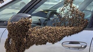 מכת דבורים ברחבי נתיבות | תיעוד