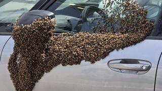 דבורים על רכב בנתיבות