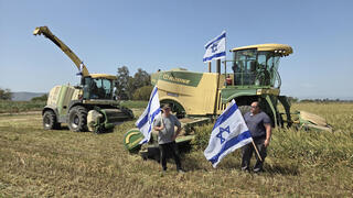 קציר החיטה לתחמיץ בשדות עמק החולה