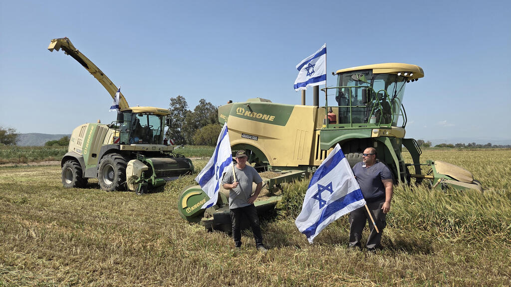 קציר החיטה לתחמיץ בשדות עמק החולה