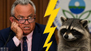 רוברט קנדי ודביבון