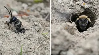 בית הקברות East Lawn, דבורת אנדרנה רגולריס בזמן תעופה, קינון בקרקע והאבקת עצי פרי, ותיעוד של דבורה פרזיטית ממין Nomada imbricata (הידועה במראה דומה לזה של צרעה)