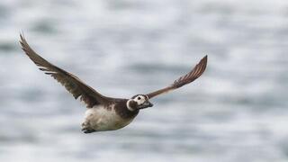 ברווז קרח בצפון הארץ