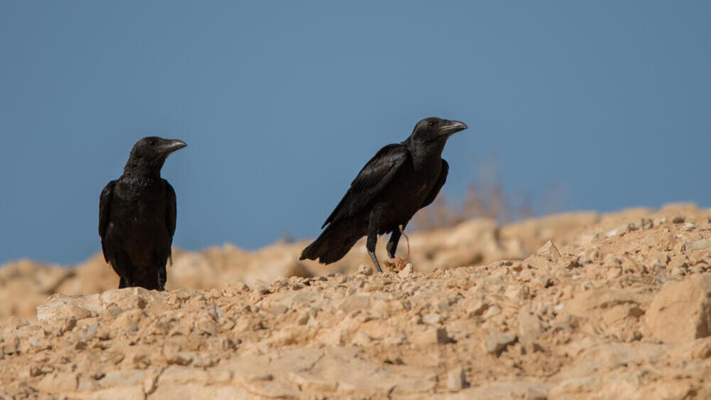 עורבים קצרי-זנב