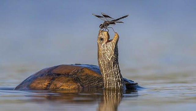 צב מחייך: צלמי הטבע בחרו את התמונות היפות שלהם