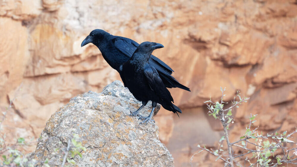 עורבים קצרי-זנב