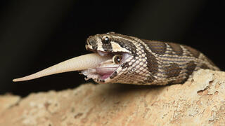 צפע בולע שממית