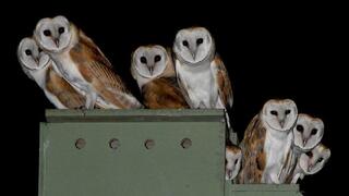 תנשמות על תיבת קינון