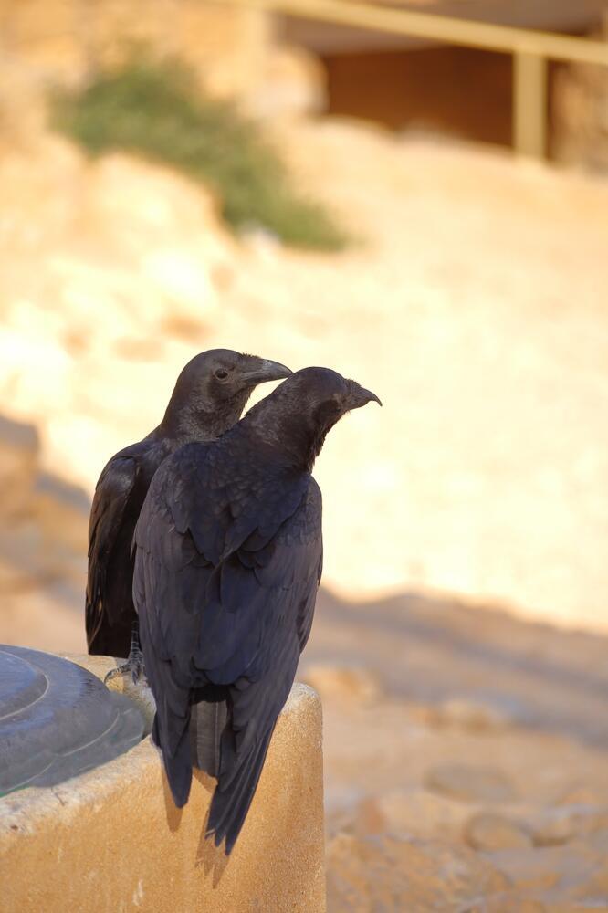 עורבים קצרי-זנב במצדה