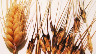 שיבולת חיטת בר מתפרקת (מימין) לעומת שיבולת של חיטה מבוייתת לא מתפרקת