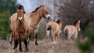 40 שנה אחרי האסון: חיות הבר משגשגות בצ'רנוביל