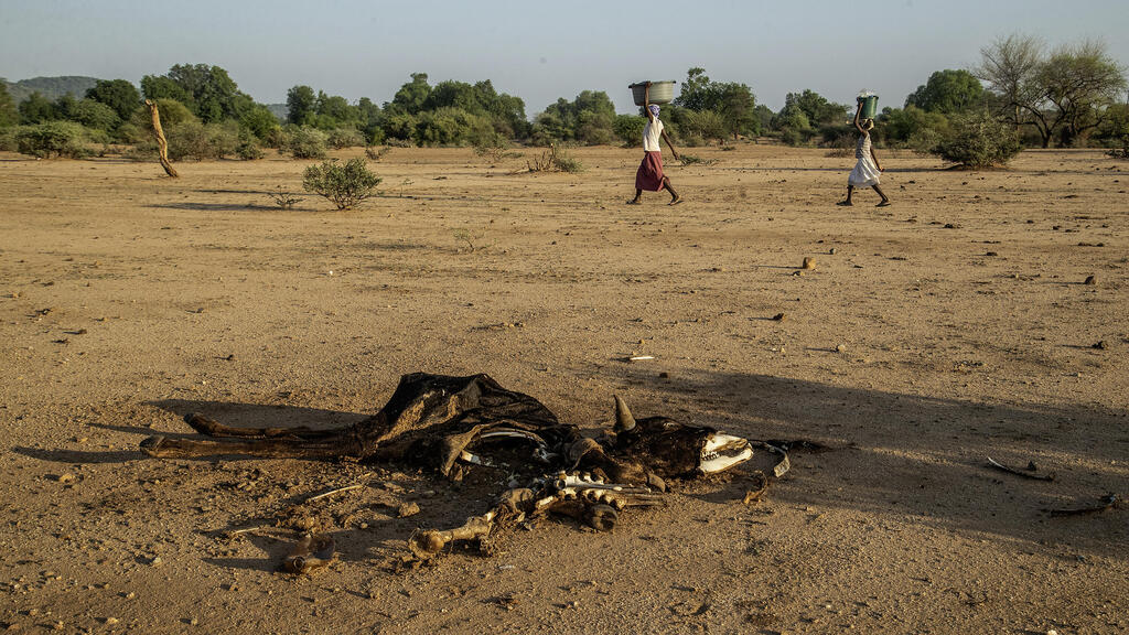 Severe drought in Africa caused by El Niño (Photo: Matrix Images/Aaron Ufumeli/Reuters) בצורת חמורה באפריקה כתוצאה מתופעת האקלים אל-ניניו