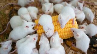 עכברים לבנים 