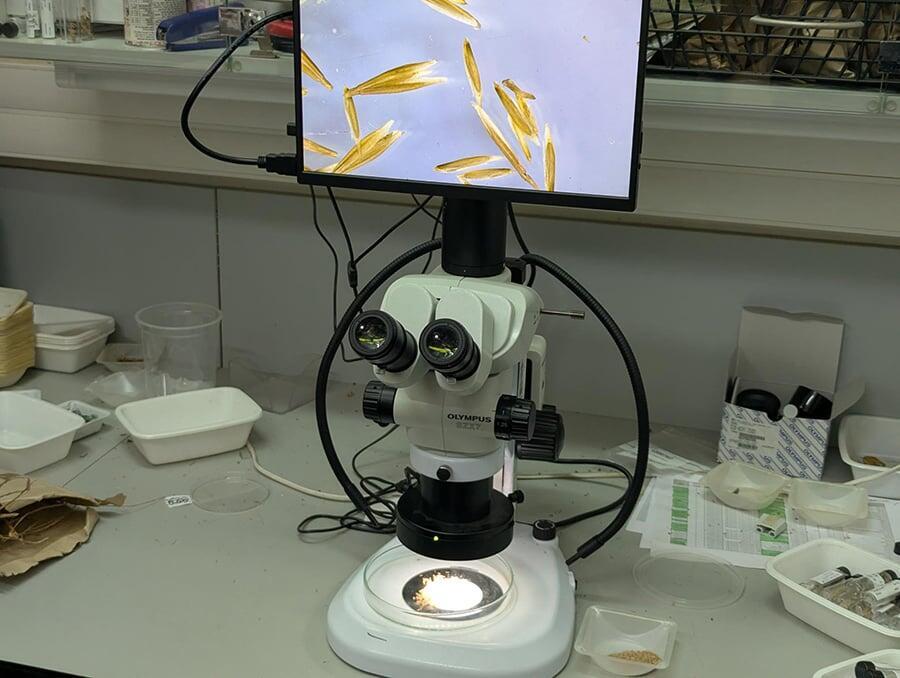 חלק מהעבודה הוא חקר הזרעים ומציאת הדרכים האופטימליות להנביטם ולגדל את הצמחים. זרעים של שלשון החוף (Trisetaria koelerioides) על צג הבינוקולר (מכשיר הגדלה) במעבדות בנק הגנים