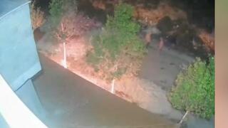 שמונה פצועים פלסטינים מתקיפת מתנחלים בבית אמרין