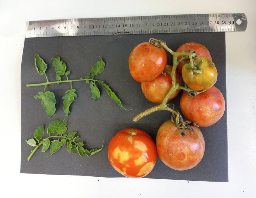 פחות צימוח, פחות פרי, ועגבניות עם כתמים וקמטים. ענפים ופירות של שיחי הגבניה שנדבקו בנגיף ToBRFV 