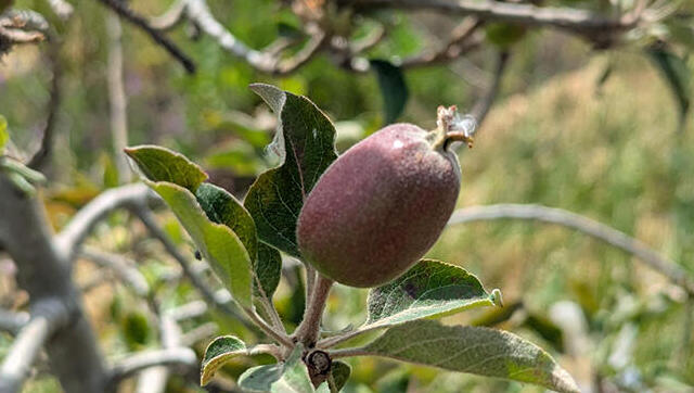 לגדל תפוחים במדבר: הפירות של החדשנות הישראלית