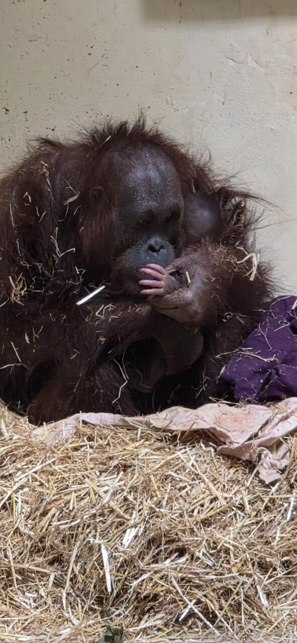 האורנגאוטנגית סוגה והגור או הגורה