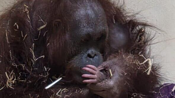 האורנגאוטנגית סוגה והגור או הגורה