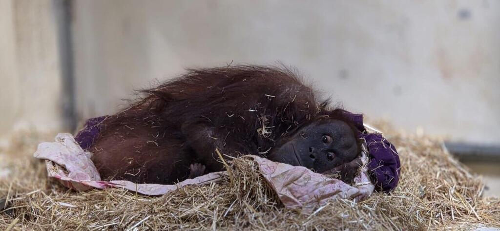 הגור או הגורה בגן החיות התנ"כי