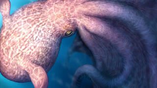 כמו המפלצת במיתולוגיה: חוקרים גילו את "הקראקן"