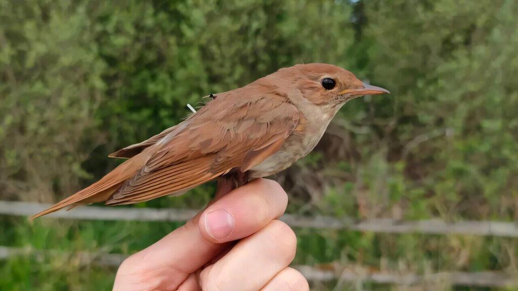 Thrush nightingale (Photo: Pablo Macías Torres) זמיר מנומר