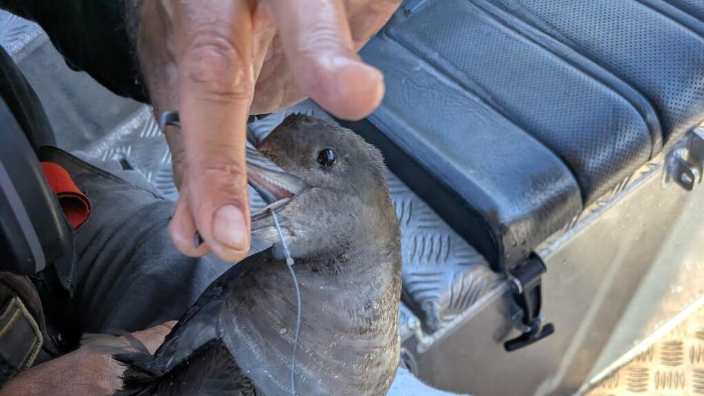 הטיפול ביסעור הכהה