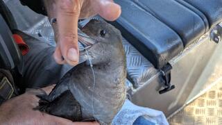 הטיפול ביסעור הכהה