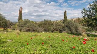פארק קנדה אחרי השריפה
