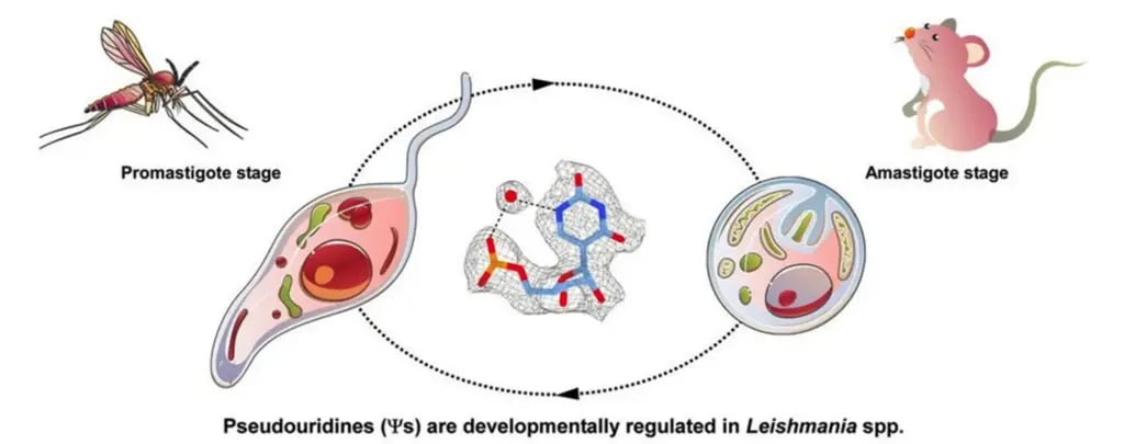 A single small change can alter the entire structure of a parasite’s ribosome. The leishmania parasite undergoes changes during its life cycle as it moves from the sand fly to a mammalian host