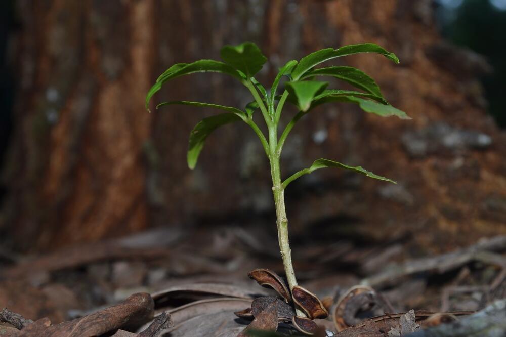 The West African Tabernanthe iboga shrub (Photo: Shutterstock) איבוגאין