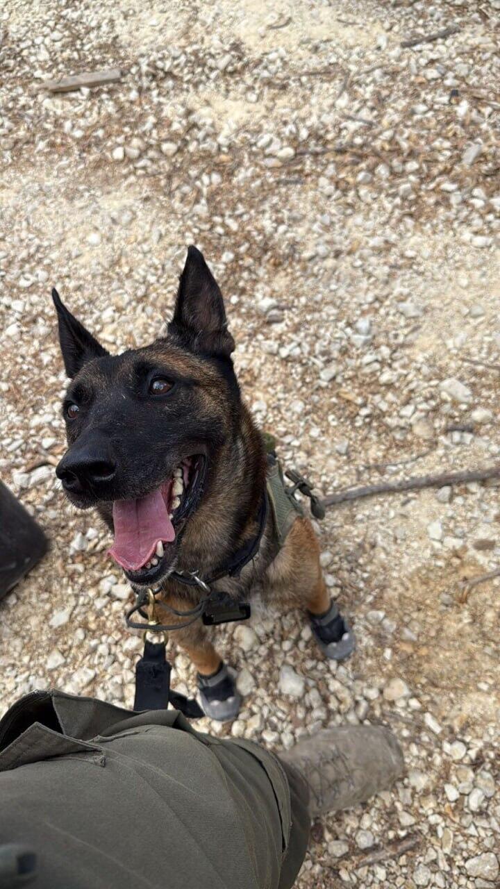 הכלבה הגיבורה ברני