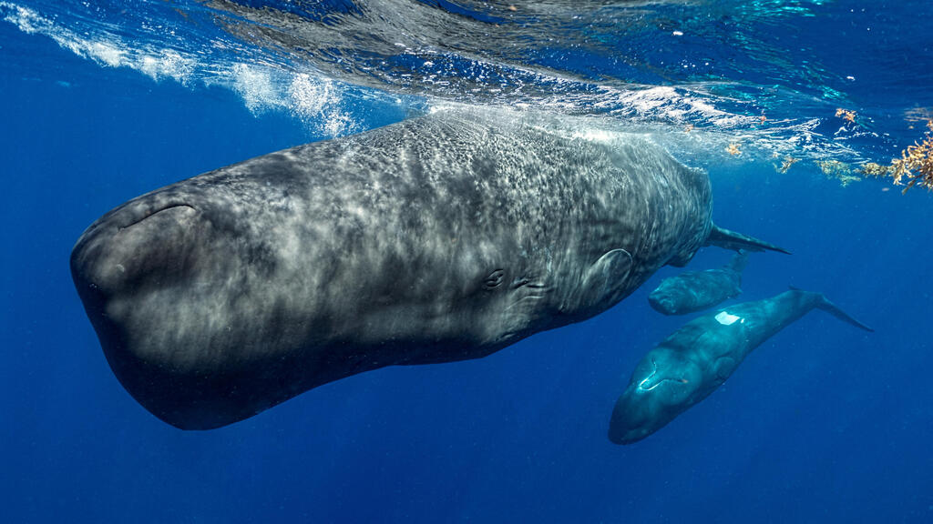 Three sperm whales swim near the surface of the Caribbean Sea off Dominica (Photo: NOAAAmanda Cotton/Project CETI/Handout/Reuters) שלושה לווייתני ראשתן גדול-ראש שוחים קרוב לפני הים הקריבי, מול חופי דומיניקה