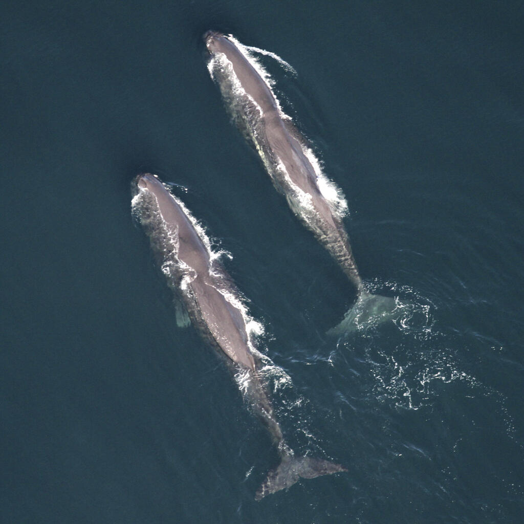 Photo: NOAA/AP צמד לווייתני ראשתן גדול-ראש