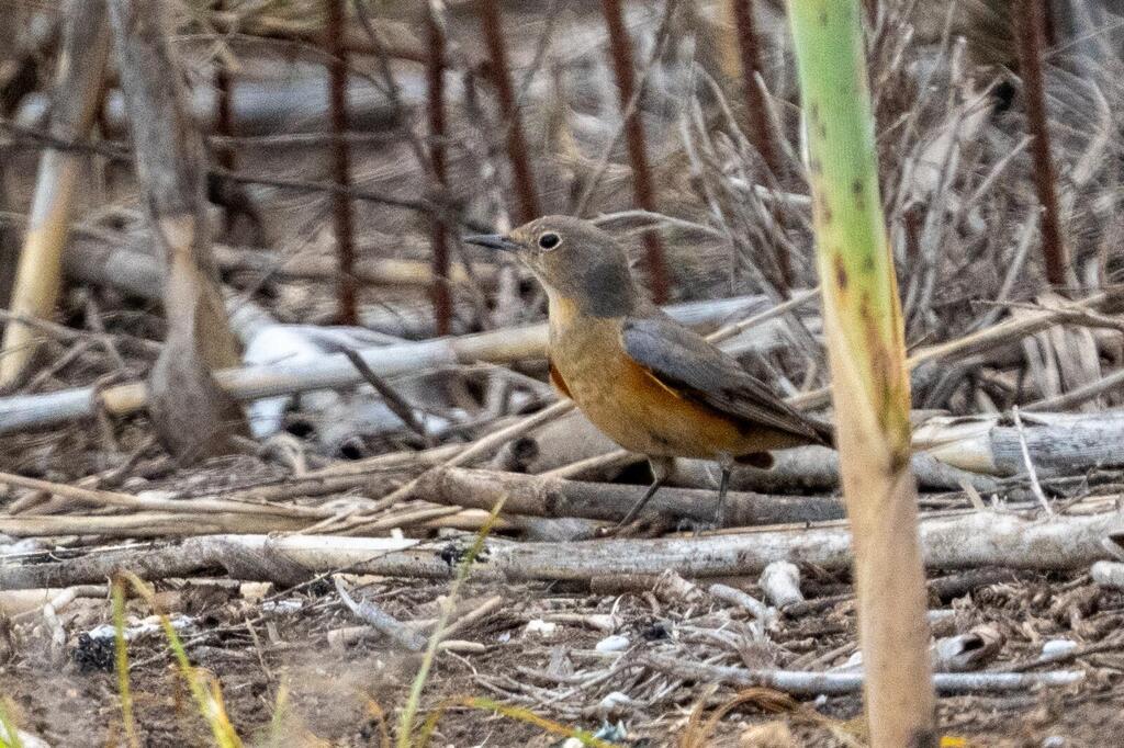 White throated robin (Photo: Yaron Charka, KKL-JNF) White throated robin