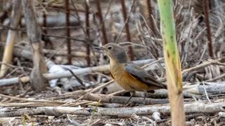 White throated robin