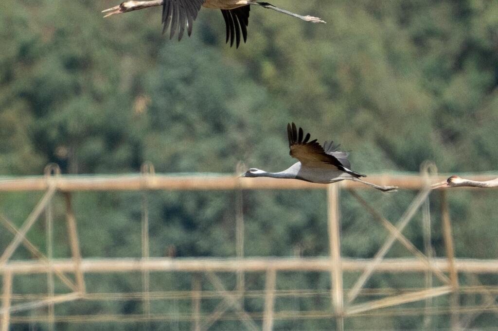 Demoiselle crane (Photo: Yaron Charka, KKL-JNF) Demoiselle crane
