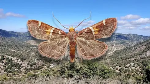 מין העש Pyralis papaleonei, על רקע האזור בו התגלה בכרתים