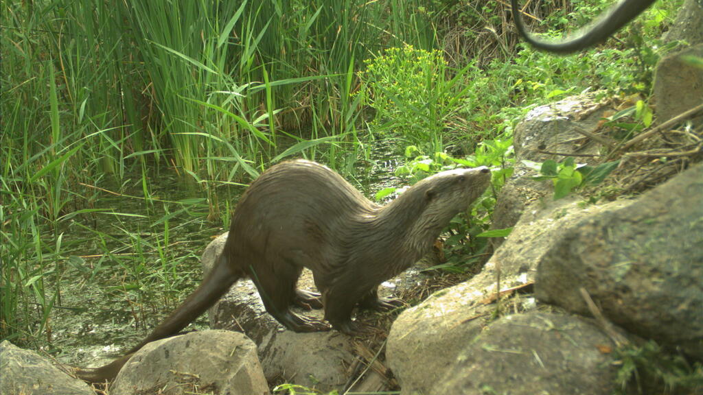 The Eurasian otter (Photo: Alon Reichman, Israel Nature and Parks Authority) לוטרה בשמורת החולה
